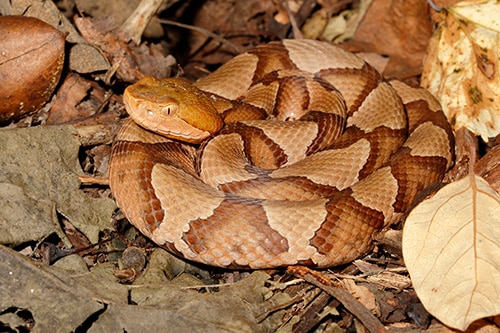 Coiled copperhead snake