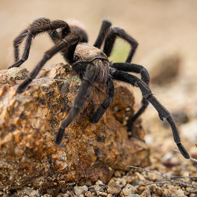 Tarantula